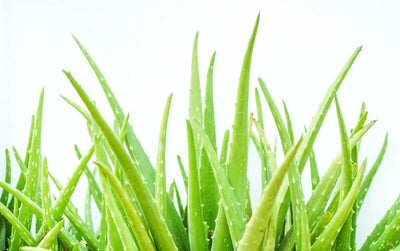 Aloevera